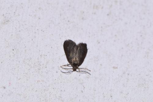 Psyche sp.